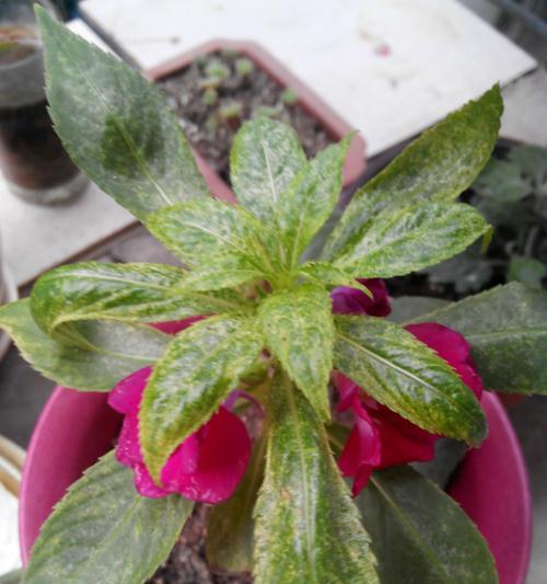 凤仙花怎么养殖方法？有哪些常见问题需要注意？
