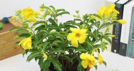 凤仙花怎么养殖方法？有哪些常见问题需要注意？