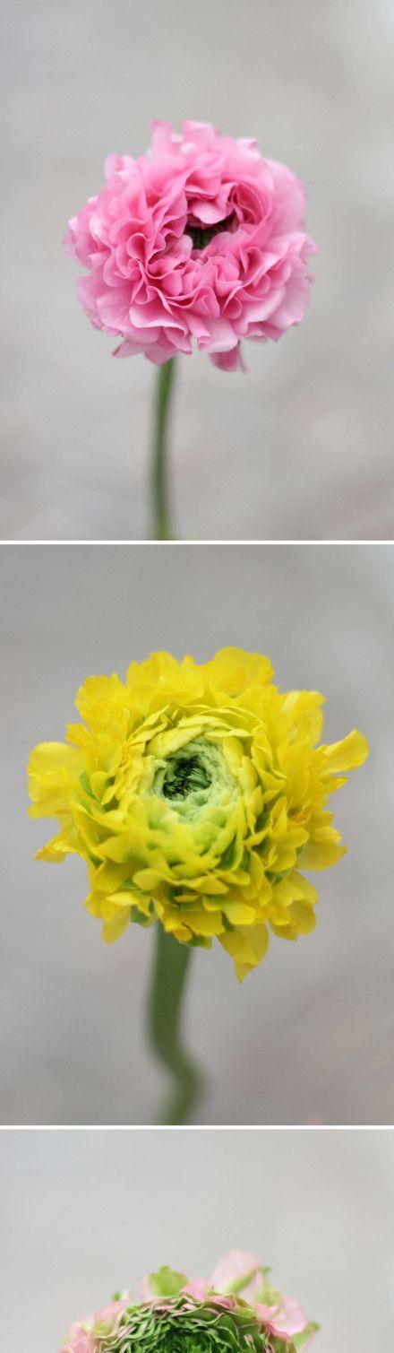 什么花代表默默守护的爱？花语中隐藏的深情告白是什么？