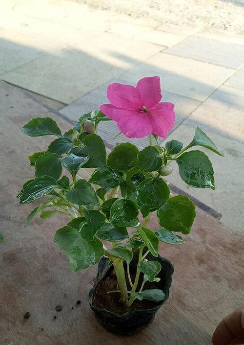 凤仙花扦插繁殖方法教程？如何成功扦插凤仙花？