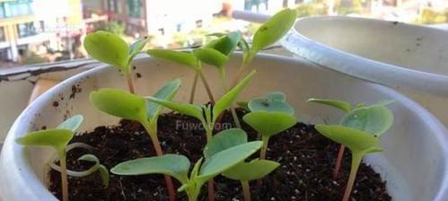 凤仙花摘心打顶的最佳时间是什么时候？具体操作步骤有哪些？
