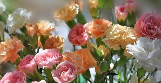什么花代表母爱？揭秘花语背后的含义是什么？