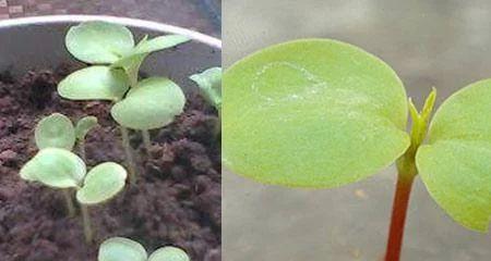 凤仙花种子发芽需要多长时间？如何加速发芽过程？