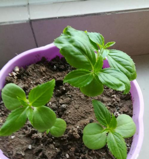 凤仙花种子能食用吗？食用凤仙花种子的安全性如何？