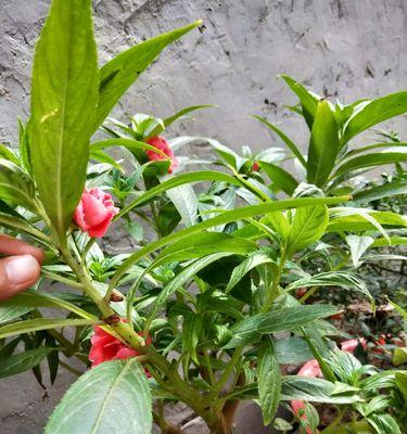 凤仙花种子能食用吗？食用凤仙花种子的安全性如何？
