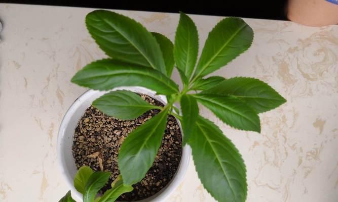 凤仙花种子能食用吗？食用凤仙花种子的安全性如何？