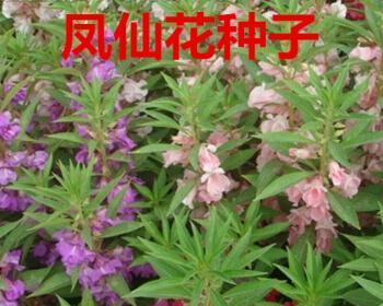 凤仙花种子播种的最佳时间是什么时候？如何确保高发芽率？