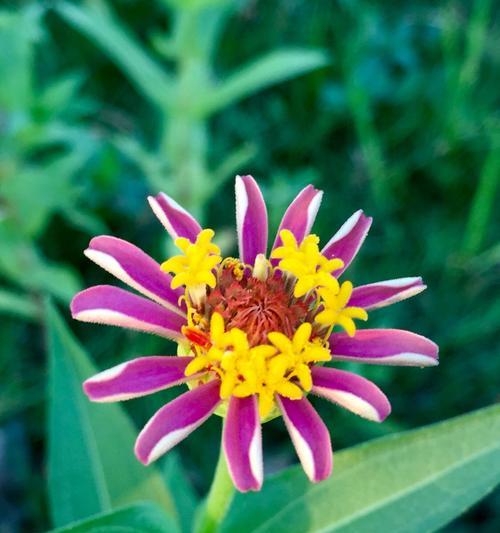 什么花代表陪伴和友谊？花语中友谊的象征是什么花？