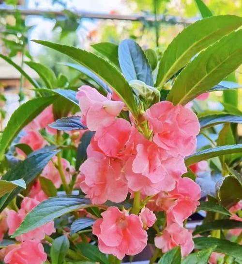 凤仙花通常在哪个季节开花？具体几月份会盛开？