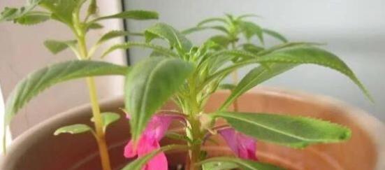 凤仙花的花期是什么时候？从几月持续到几月？