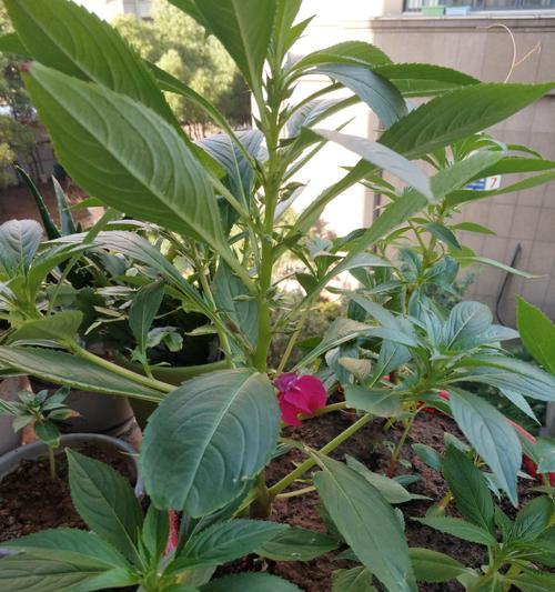凤仙花的花期是什么时候？从几月持续到几月？