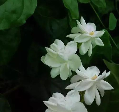 什么花代表平安归来？揭秘花语背后的含义！