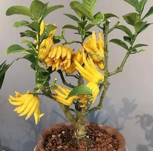 什么花代表平安归来？揭秘花语背后的含义！