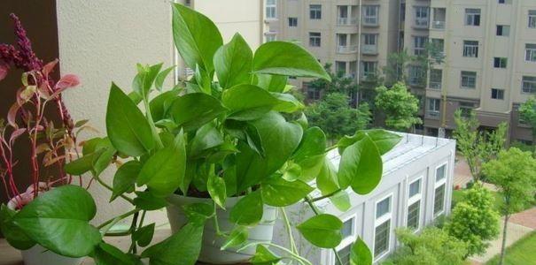 凤眼莲净化空气效果如何？能吸甲醛吗？