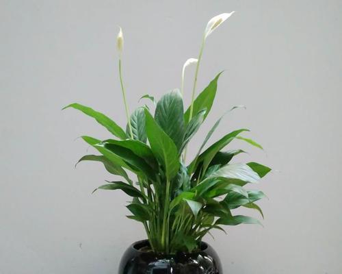 什么花代表平安？花语中平平安安的花有哪些？