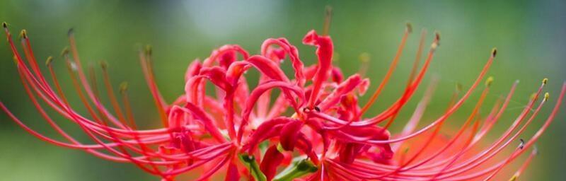 什么花的花语代表破镜重圆？如何用花卉表达复合的希望？