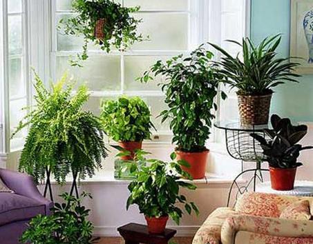 夫妻房适合放什么植物？哪些植物有益夫妻感情？