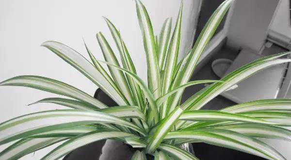 夫妻房适合放什么植物？哪些植物有益夫妻感情？