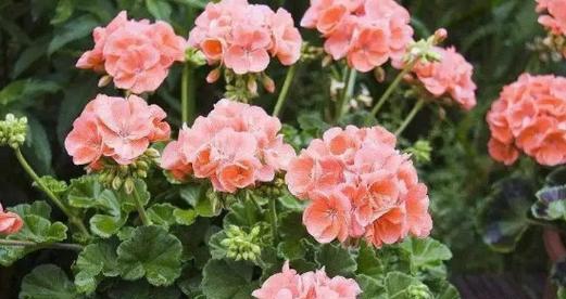 什么花代表奇迹的花语？揭秘花语背后的含义？