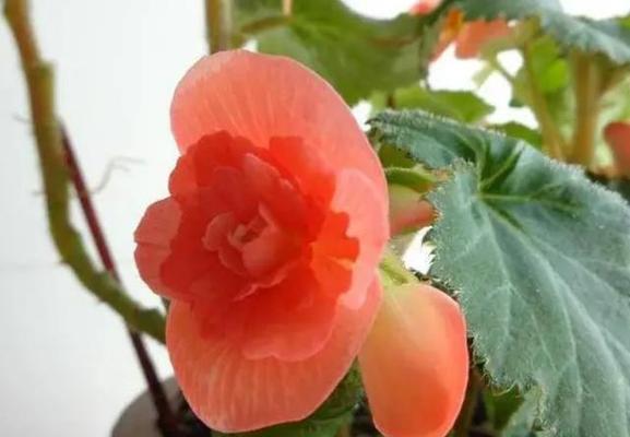 夫妻海棠花好养吗？家里养海棠花有哪些方法？