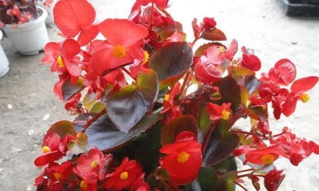 夫妻海棠花好养吗？家里养海棠花有哪些方法？