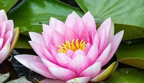 什么花代表奇迹的花语？揭秘花语背后的含义？