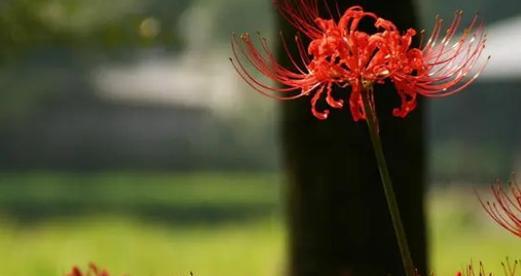 什么花代表牵挂？花语中牵挂的花有哪些？