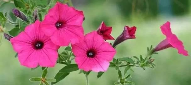 什么花代表牵挂？花语中牵挂的花有哪些？