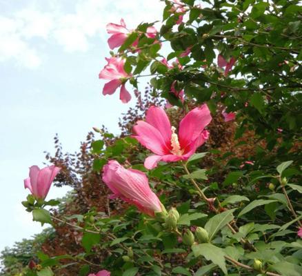 什么花代表强大与温柔？揭秘花语背后的含义！