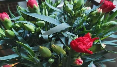 什么花代表亲情的花语？了解亲情花语的含义是什么？