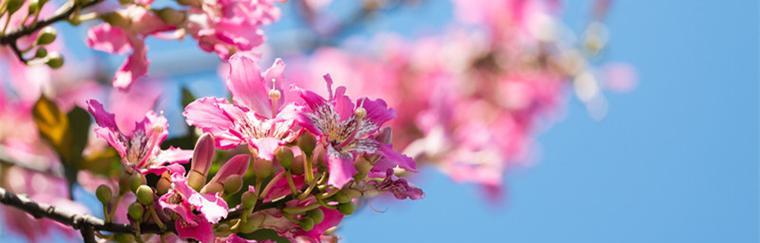 什么花代表亲情的花语？了解亲情花语的含义是什么？