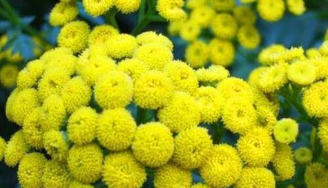 什么花代表勤劳的花语？了解花语背后的含义是什么？