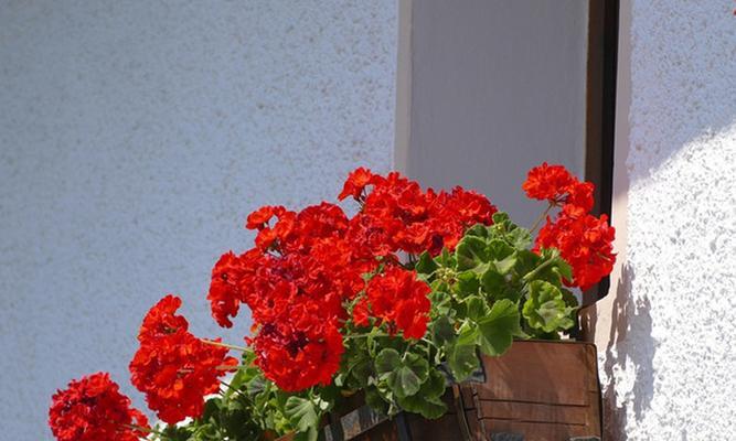 什么花代表勤劳的花语？了解花语背后的含义是什么？
