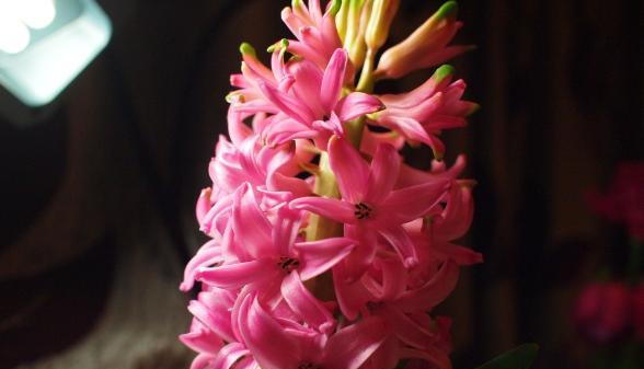 什么花代表青春？揭秘青春花语背后的含义？