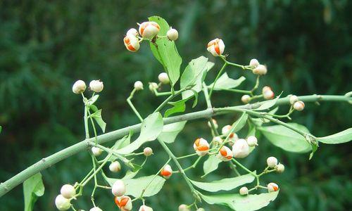 扶芳藤会开花吗？开花时是什么样的？
