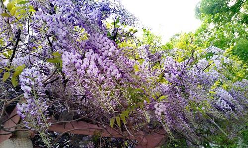 什么花代表青春活力？花语中蕴含的活力象征是什么？