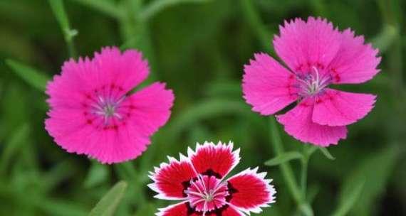 什么花代表青春活力？花语中蕴含的活力象征是什么？
