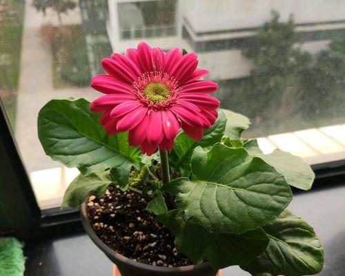 扶郎花养殖方法有哪些？如何确保扶郎花健康生长？