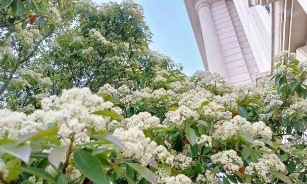 什么花的花语代表着囚禁？这种花的含义是什么？