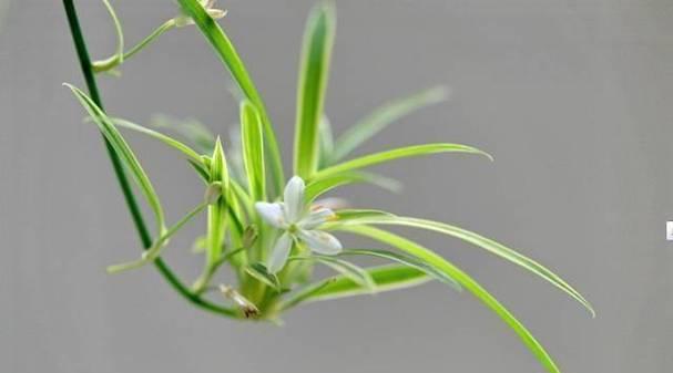 什么花的花语代表着囚禁？这种花的含义是什么？