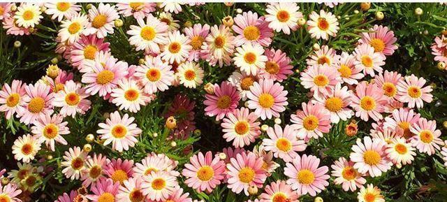 什么花的花语代表着囚禁？这种花的含义是什么？