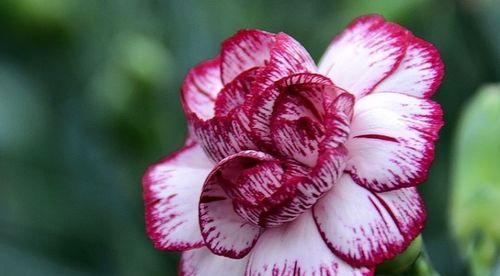 什么花代表热烈的爱？花语中表达热情的花卉有哪些？