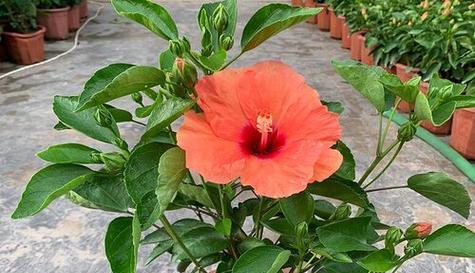 扶桑花不开花怎么回事？如何解决？