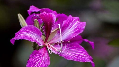 什么花的花语代表热烈和灿烂？如何用花语表达热情？