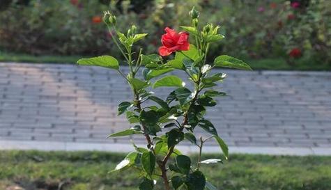 扶桑花不开花怎么回事？如何解决？
