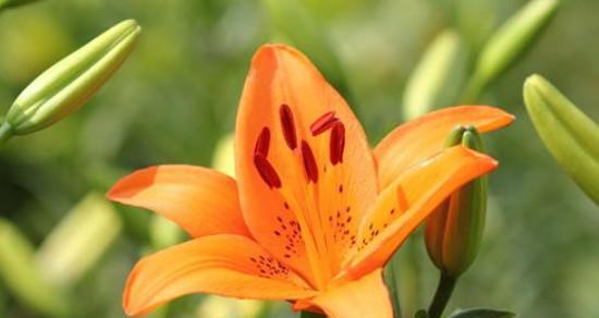 什么花的花语代表热烈和灿烂？如何用花语表达热情？