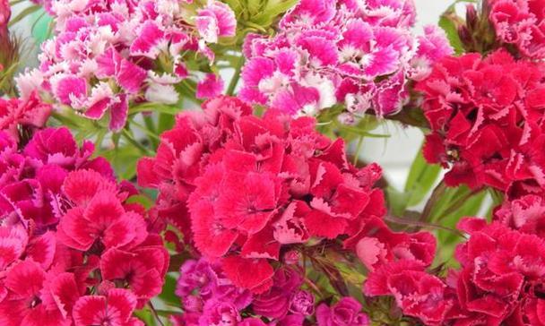 什么花的花语代表热烈和灿烂？如何用花语表达热情？