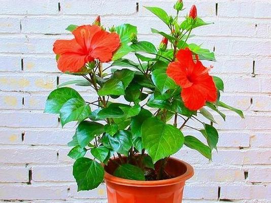 扶桑花不长叶子怎么办？不长新叶的处理方法是什么？
