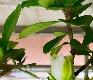 什么花代表善良？花语中善良的花有哪些？