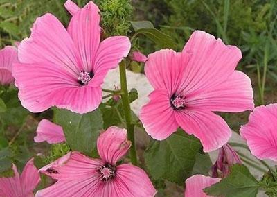 什么花代表善良？花语中善良的花有哪些？